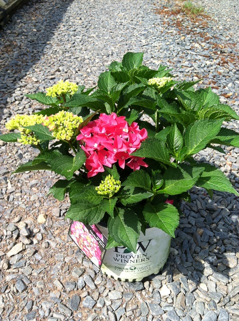 Hydrangea Cityline Paris 3g Macrophylla Rapa Hydrangea Cityline Paris 3g Macrophylla Rapa Pp10906