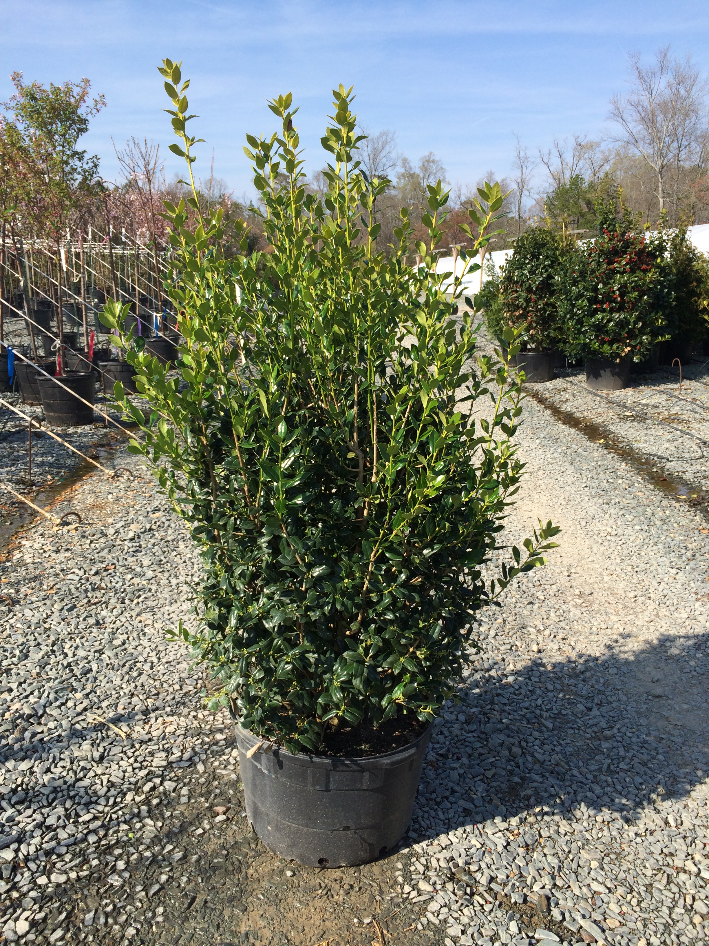 Latham's Nursery Holly Needlepoint (Ilex cornuta ‘Needlepoint’)