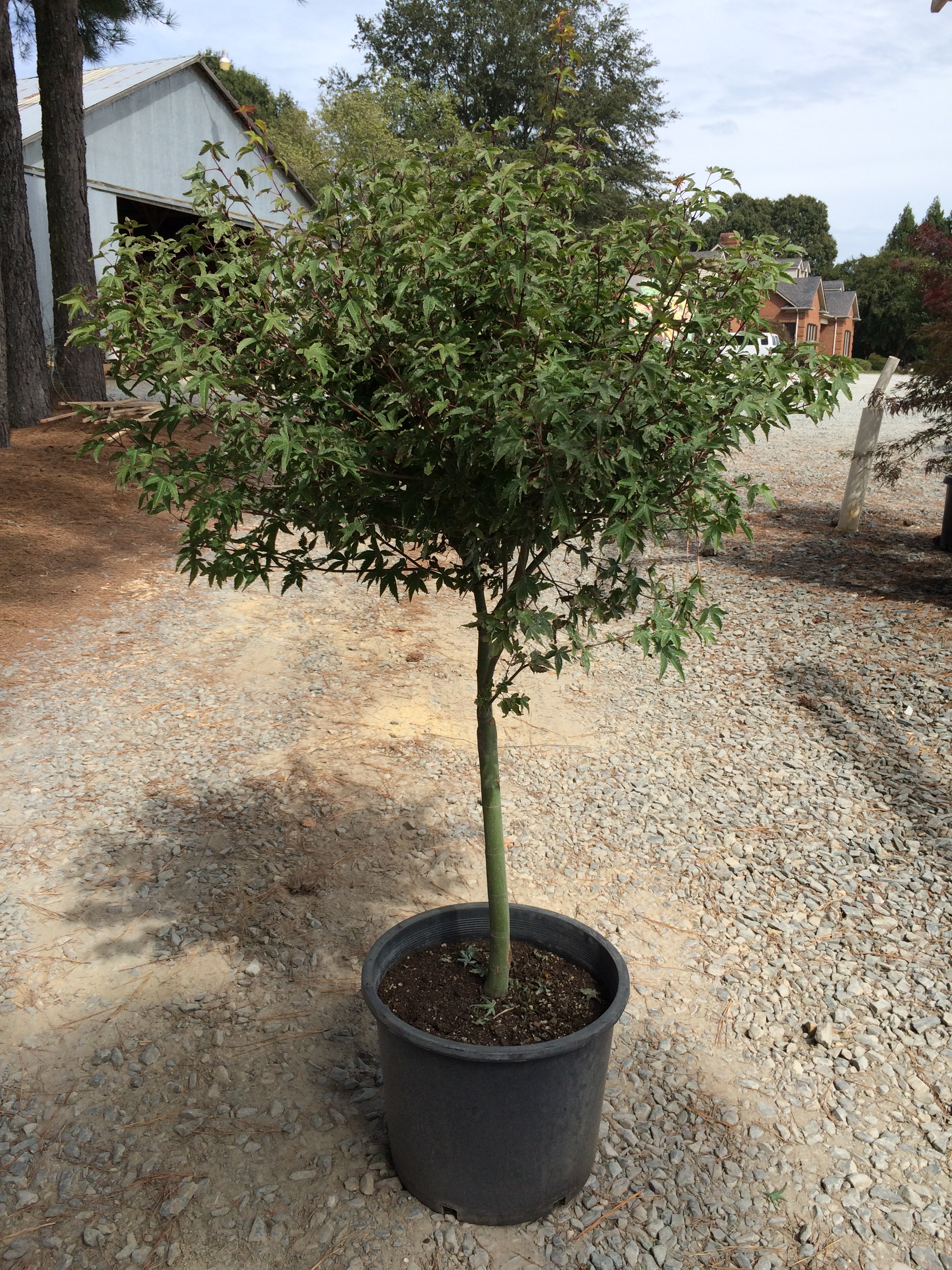 maple japanese kiyohime yatsubusa acer palmatum kiyohime yatsubusa latham s nursery maple japanese kiyohime yatsubusa acer palmatum kiyohime yatsubusa latham s nursery