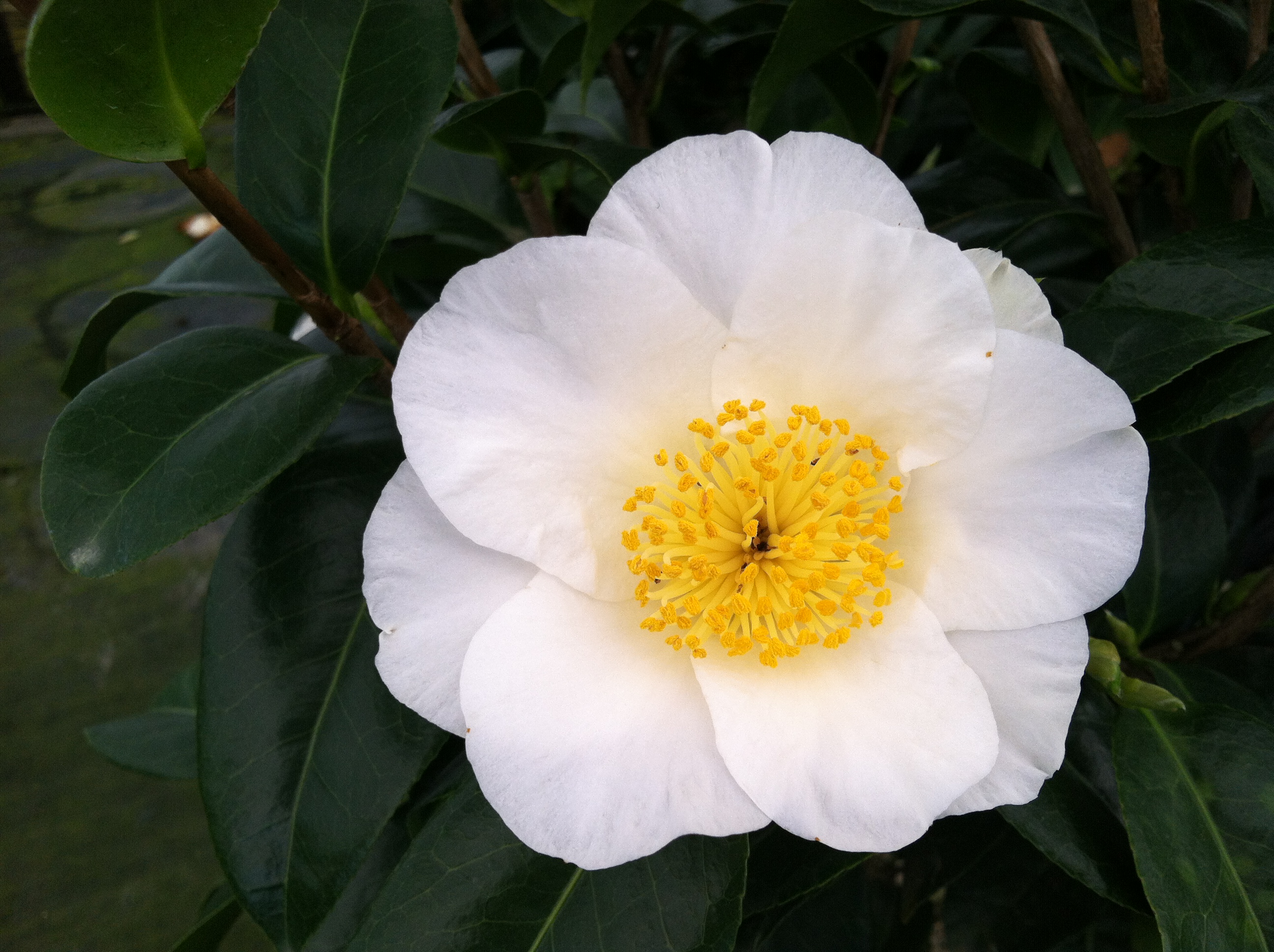 camellia japonica silver waves 28 images all about camellias the smarter gardener camellia japonica silver waves 28 images all about camellias the smarter gardener