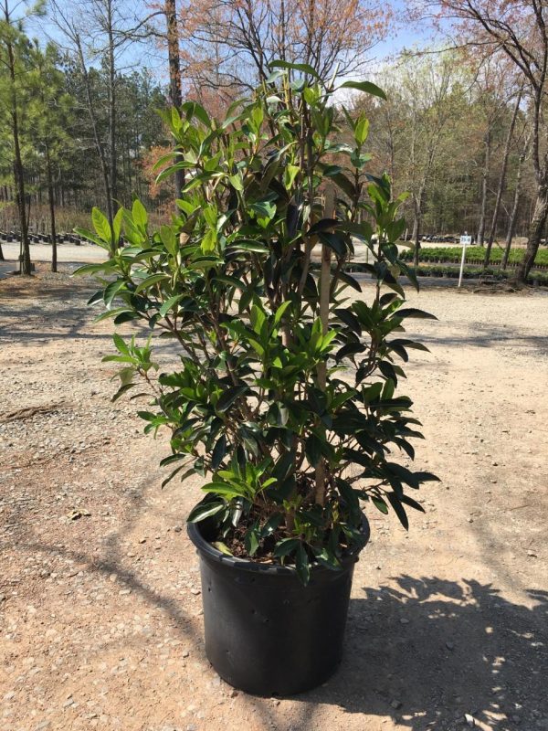 Viburnum Chindo (Viburnum awabuki ‘Chindo’) Latham's Nursery