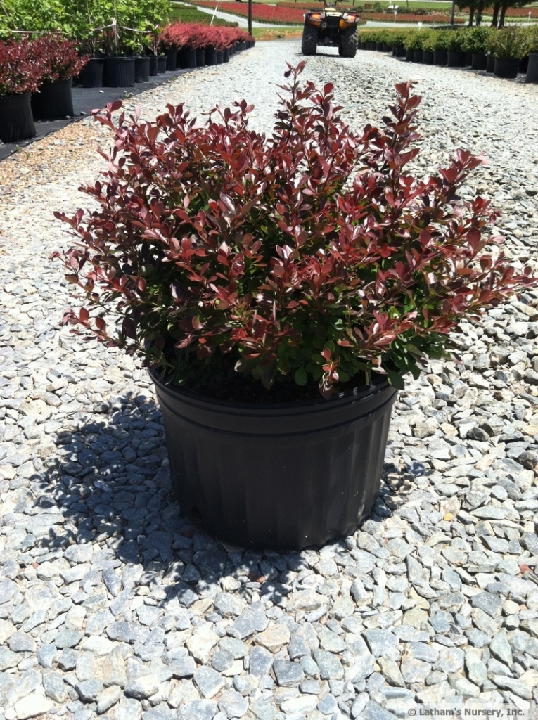 Barberry Crimson Pygmy 3g (Berberis thunbergii ‘Crimson Pygmy