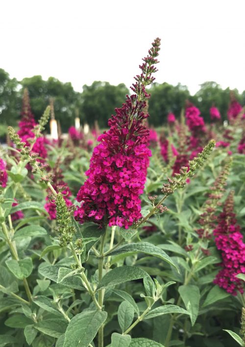 Butterfly Bush – Miss Molly (Buddleia x ‘Miss Molly’ PP2342) – Latham's ...