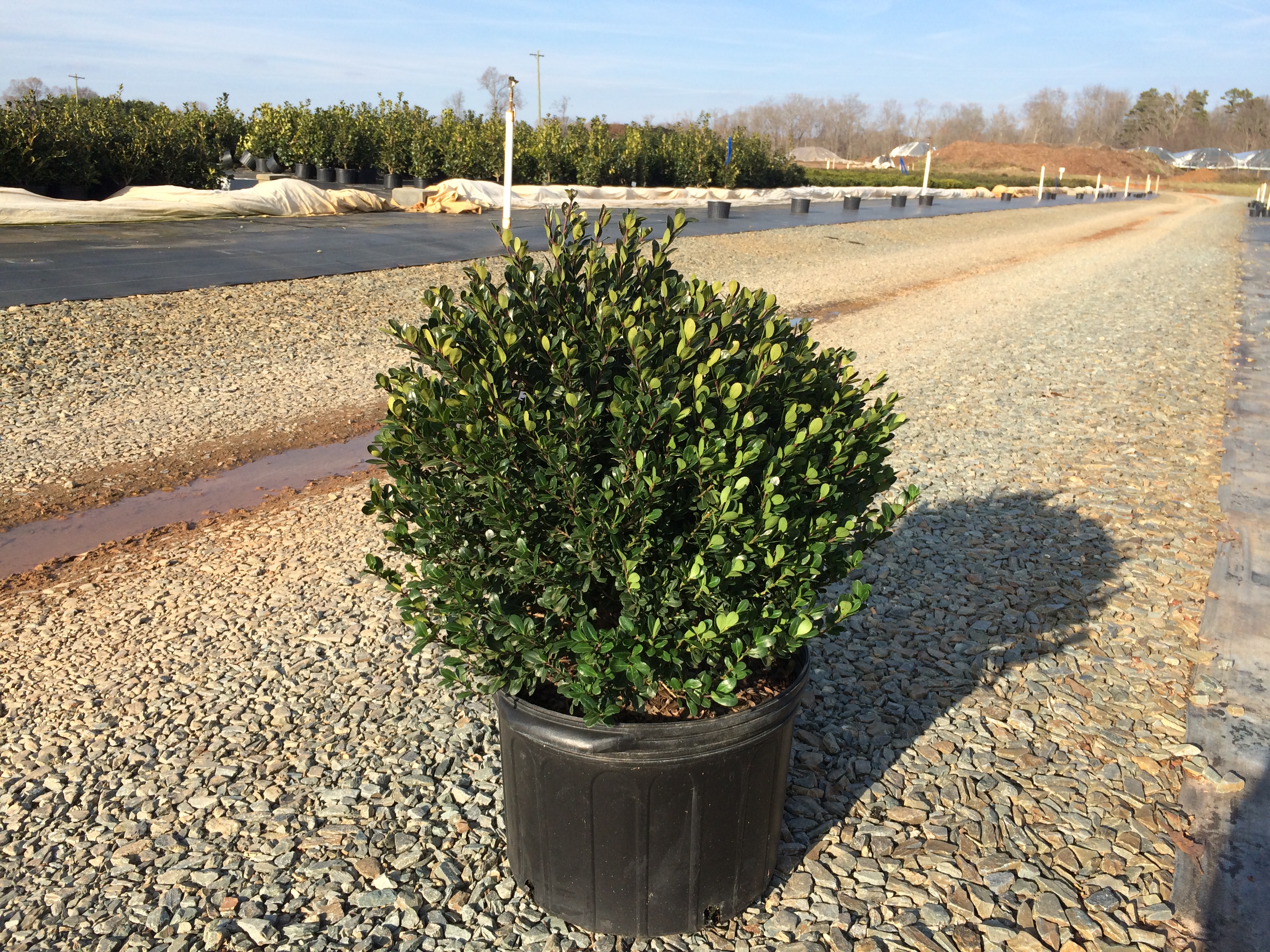 Holly – Compacta (Ilex crenata ‘Compacta’) – Latham's Nursery