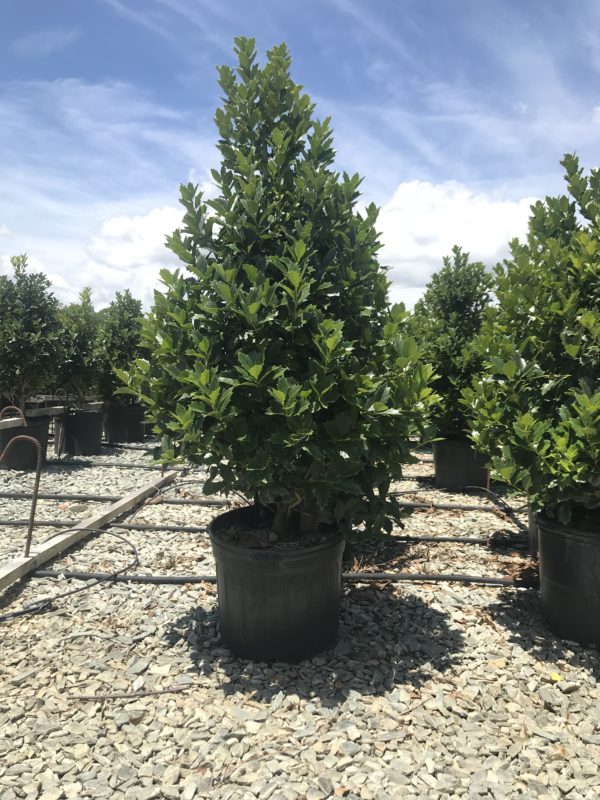 Holly Needlepoint Latham's Nursery