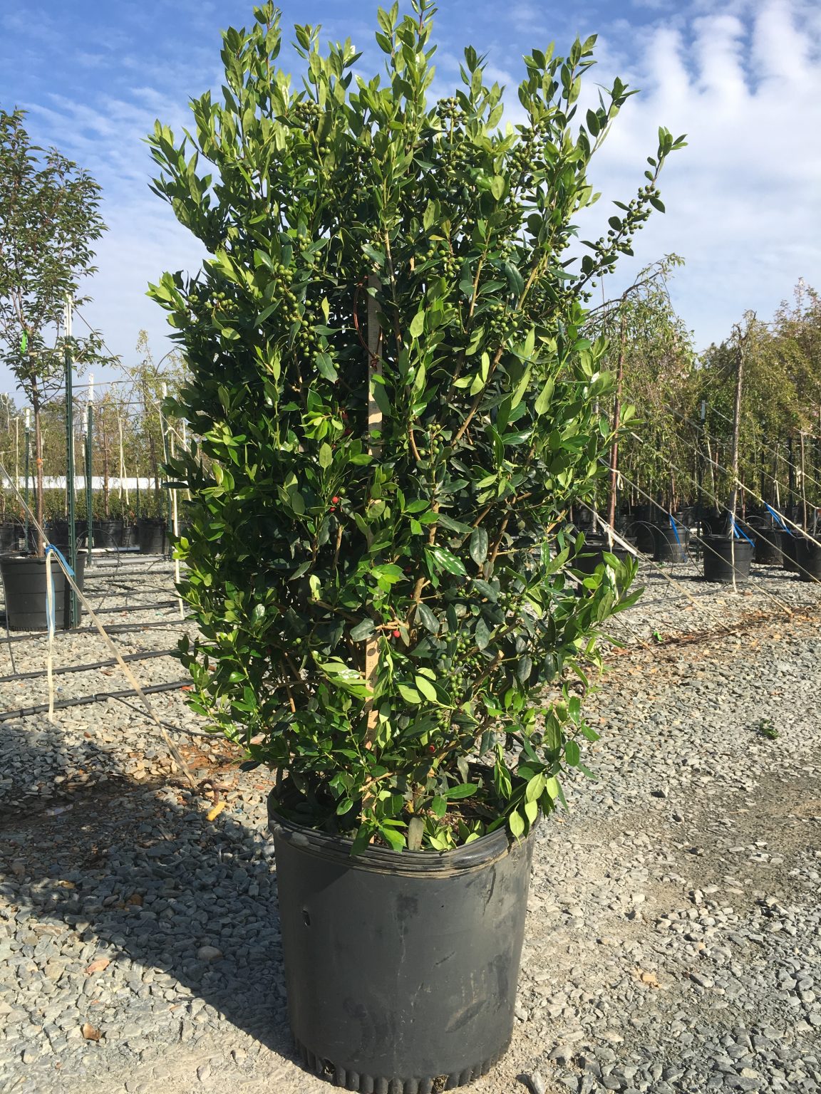 Holly Needlepoint Latham's Nursery