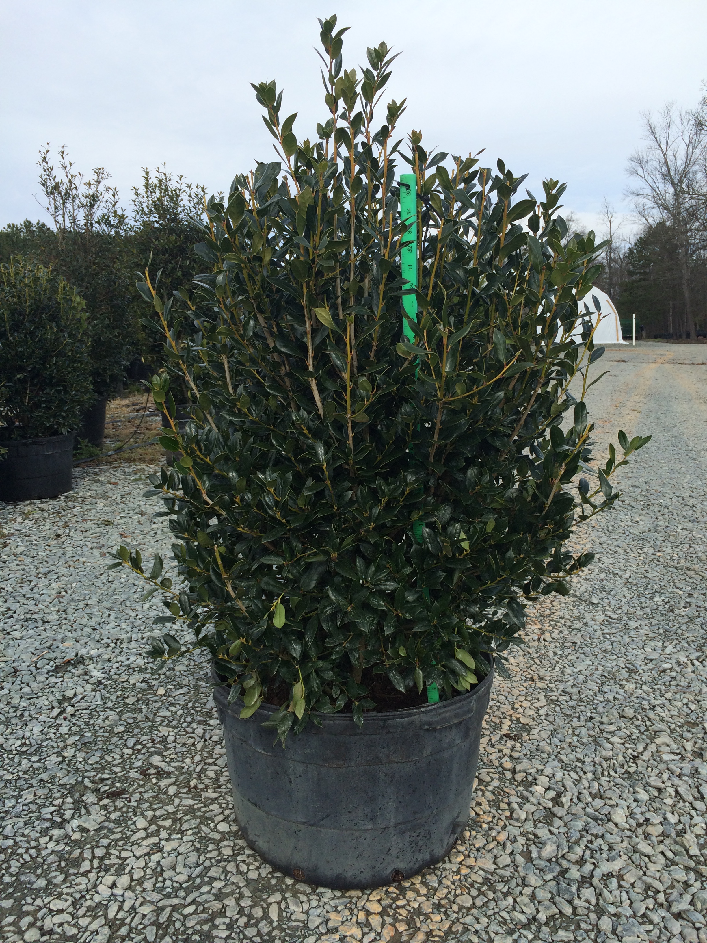 Holly Needlepoint (Ilex cornuta ‘Needlepoint’) Latham's Nursery