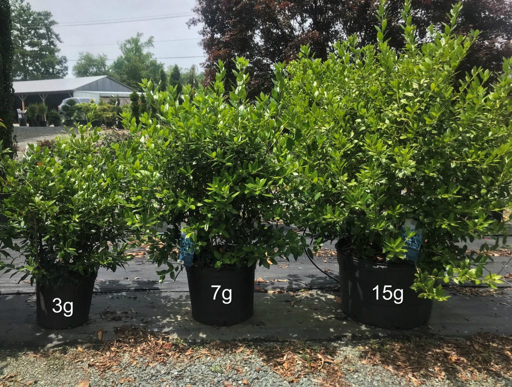 Holly Needlepoint Latham's Nursery