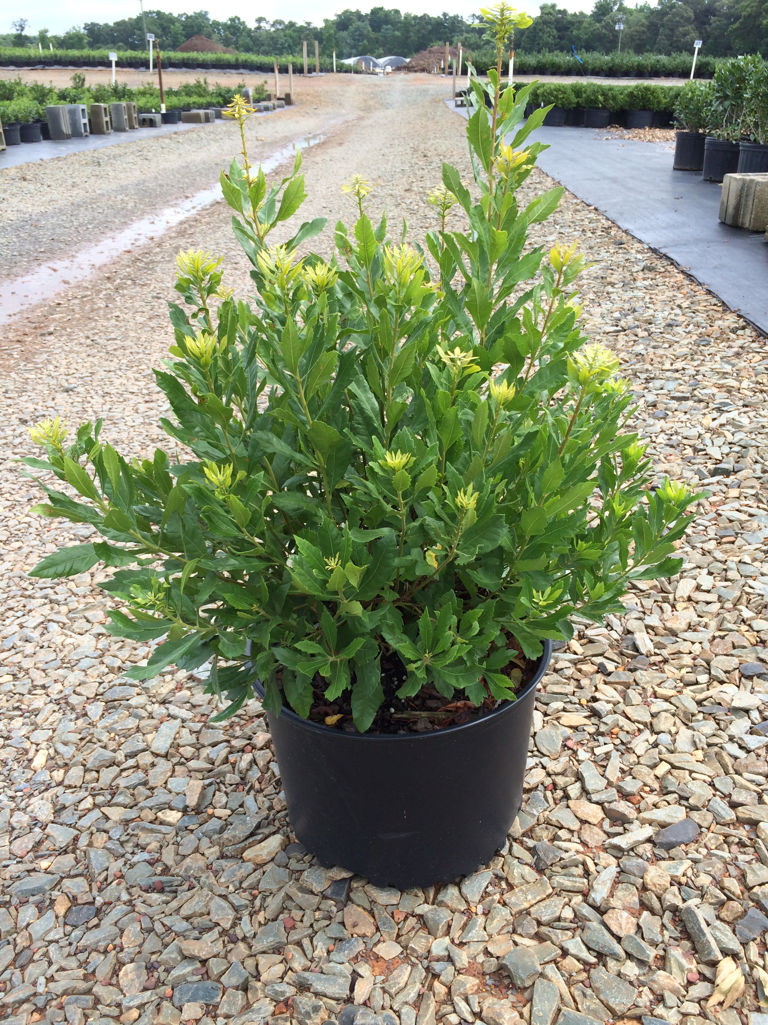 Wax Myrtle (Myrica cerifera) – Latham's Nursery