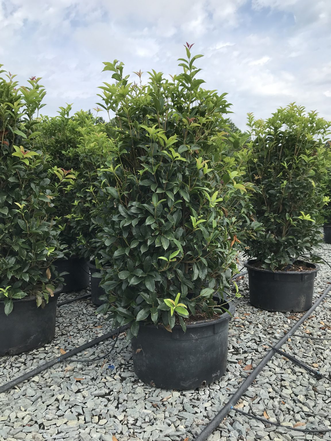 Osmanthus - Fragrant Tea Olive - Latham's Nursery