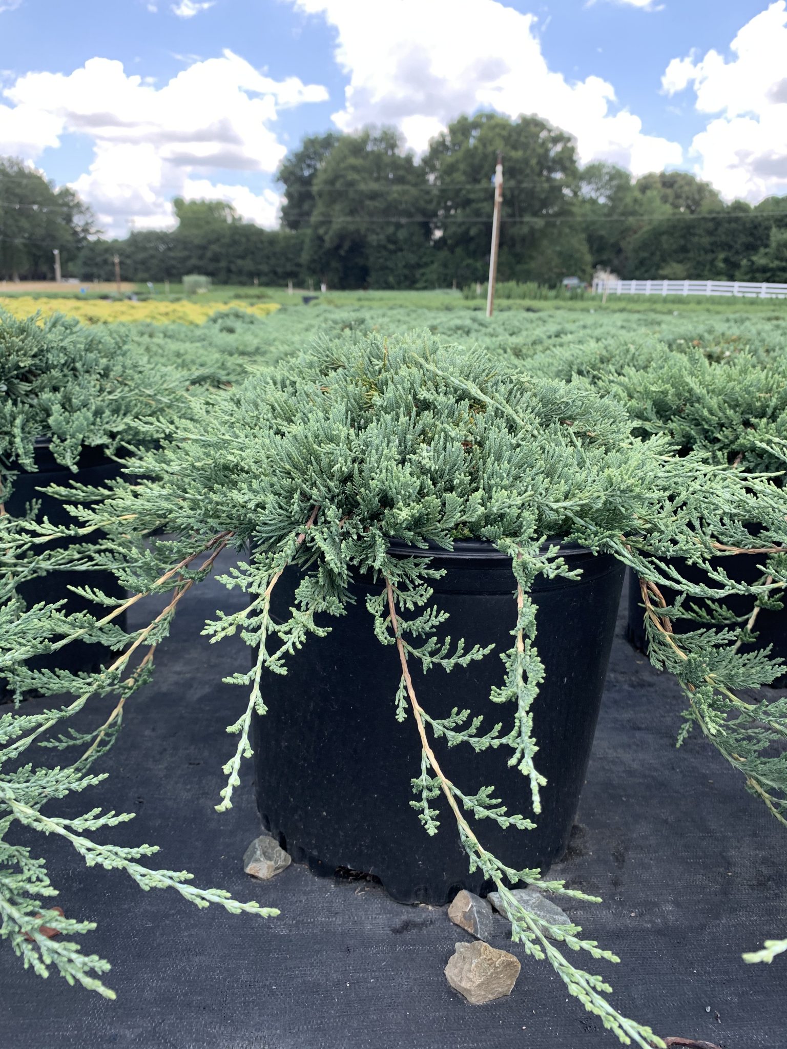 Juniper Blue Rug Latham's Nursery