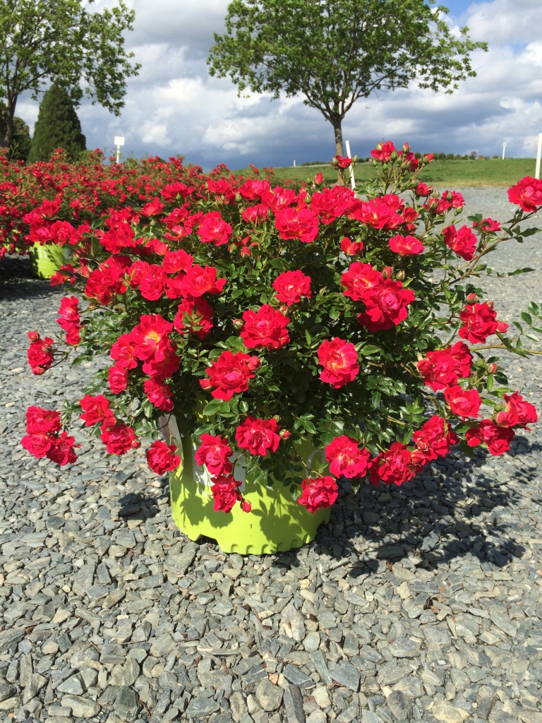 rose-red-drift-3g-rosa-meigalpio-latham-s-nursery