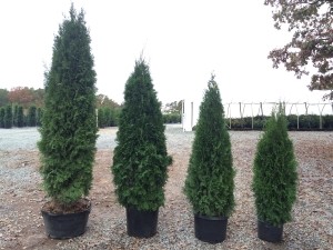 Arborvitae - Emerald Green - Latham's Nursery