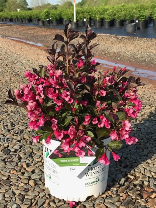 Weigela Wine & Roses® 3g Latham's Nursery