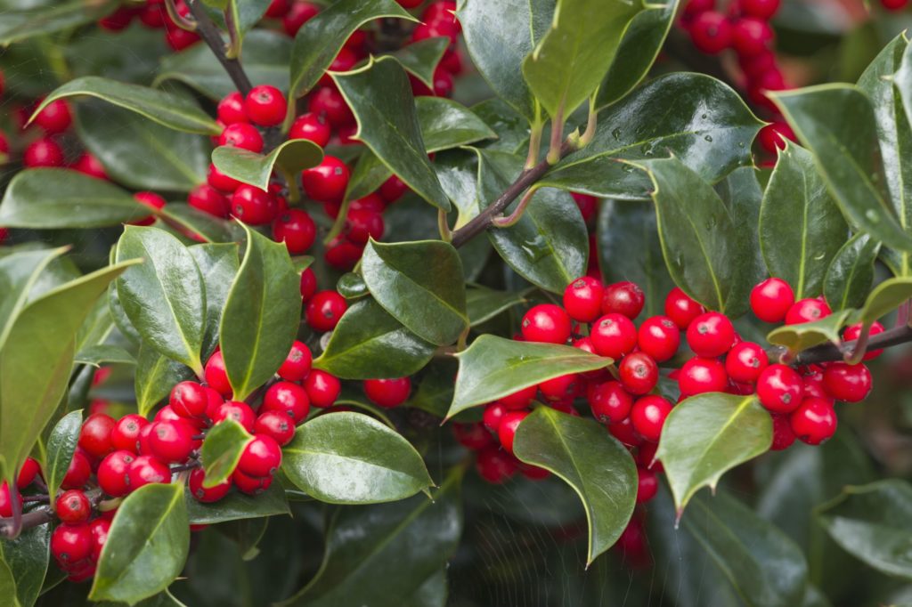 Holly Needlepoint (Ilex cornuta ‘Needlepoint’) Latham's Nursery