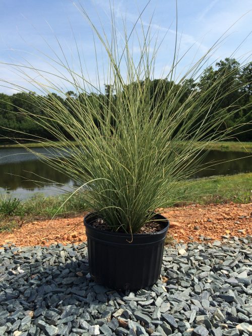 Grasses Latham S Nursery