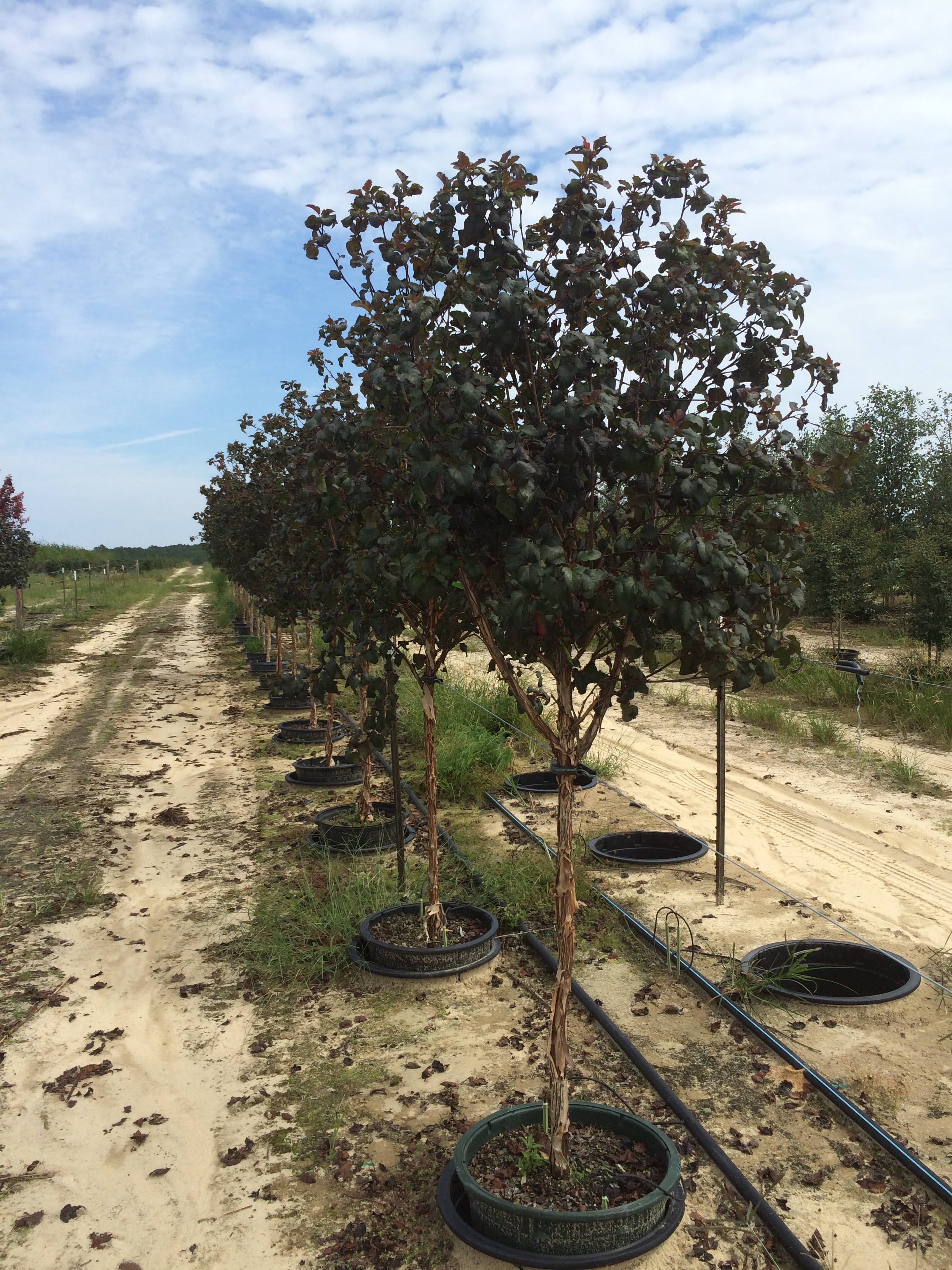ninebark diablo tree form 15g physocarpus opulifolius diablo ninebark tree form