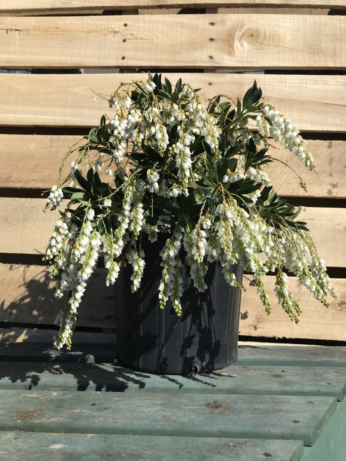 Pieris - Temple Bells - Image 4