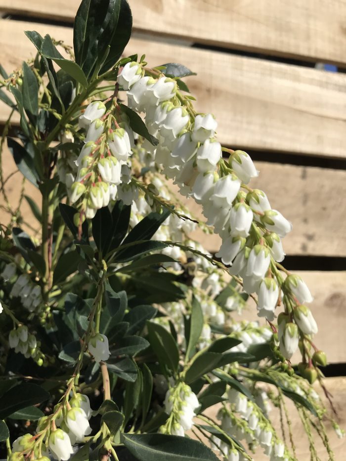Pieris - Temple Bells - Image 3