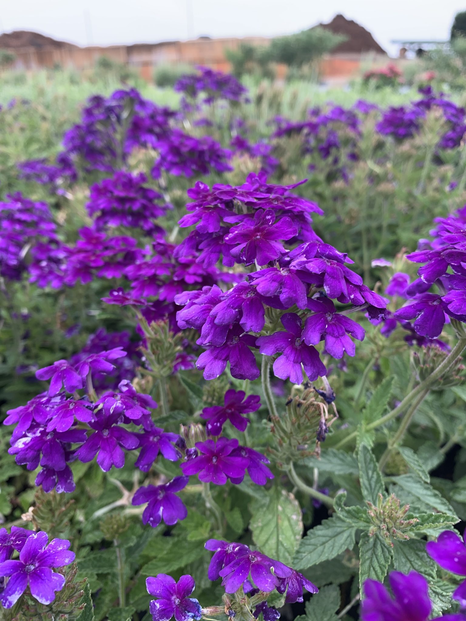 Verbena Homestead Purple 1g Latham's Nursery