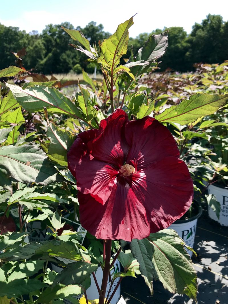 Hibiscus Summerific® Cranberry Crush Latham's Nursery