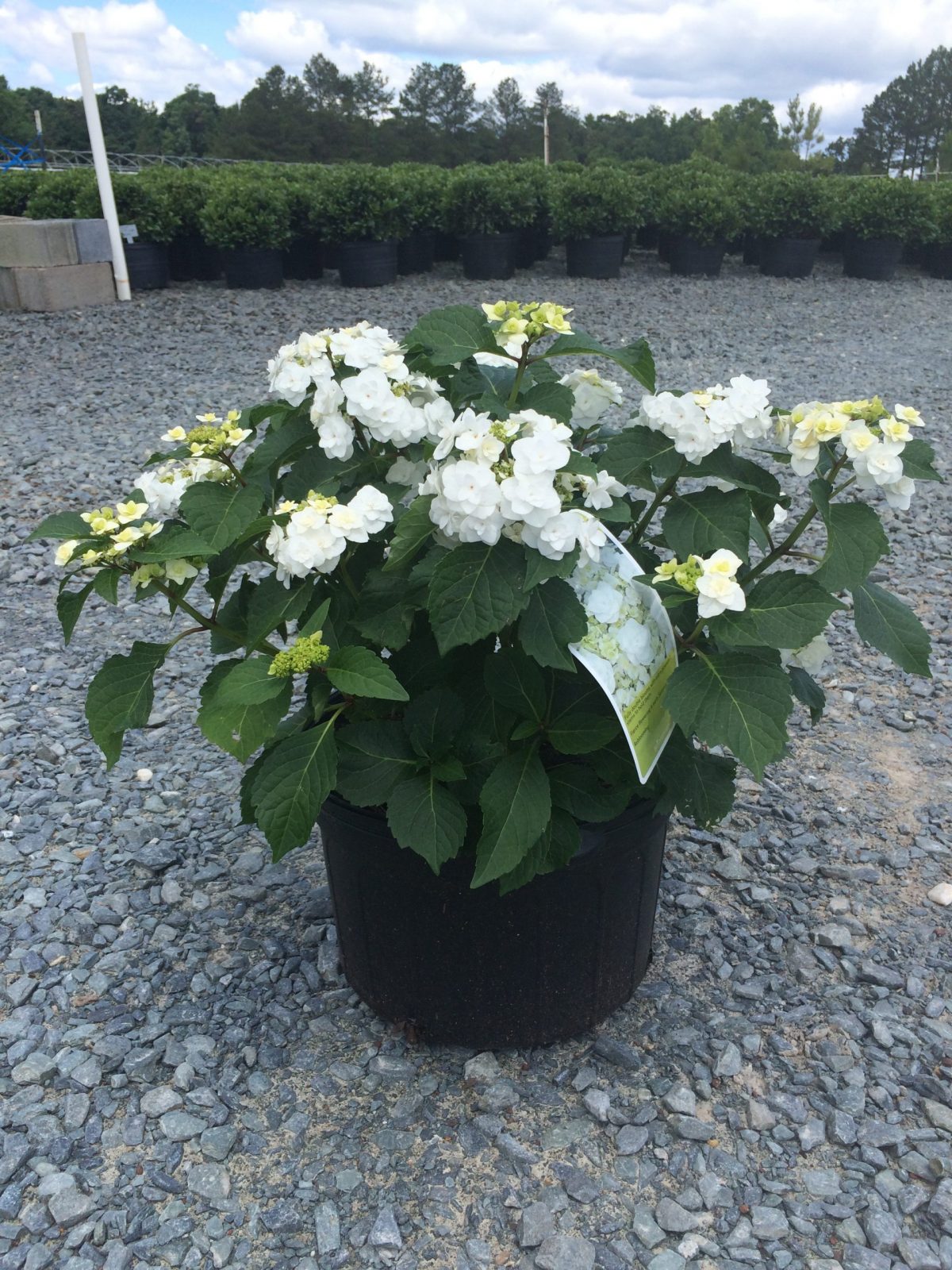 White Wedding Hydrangea - 7 gallon container – Lots of Plants
