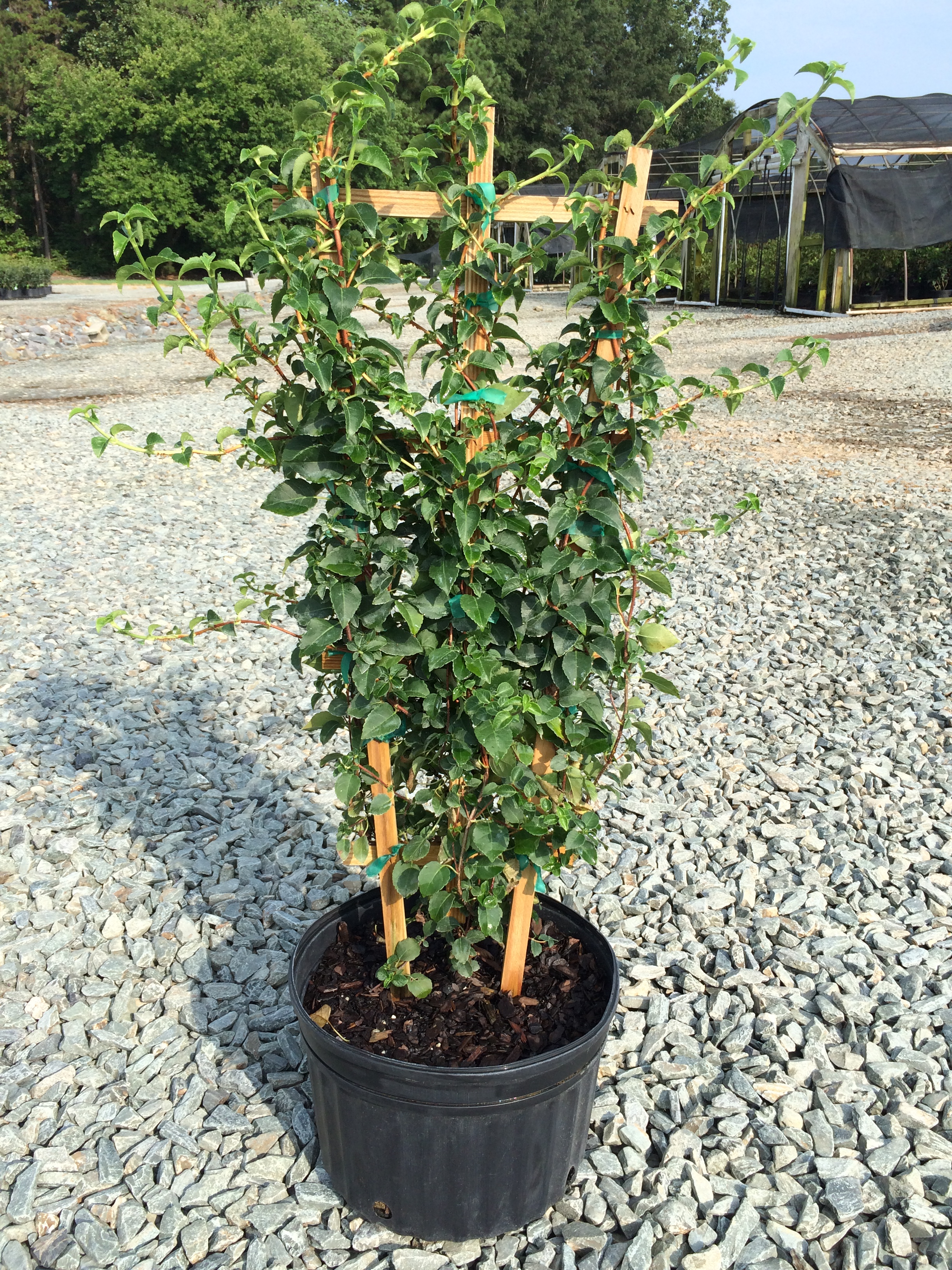hydrangea petiolaris climbing anomala 3g nursery vine