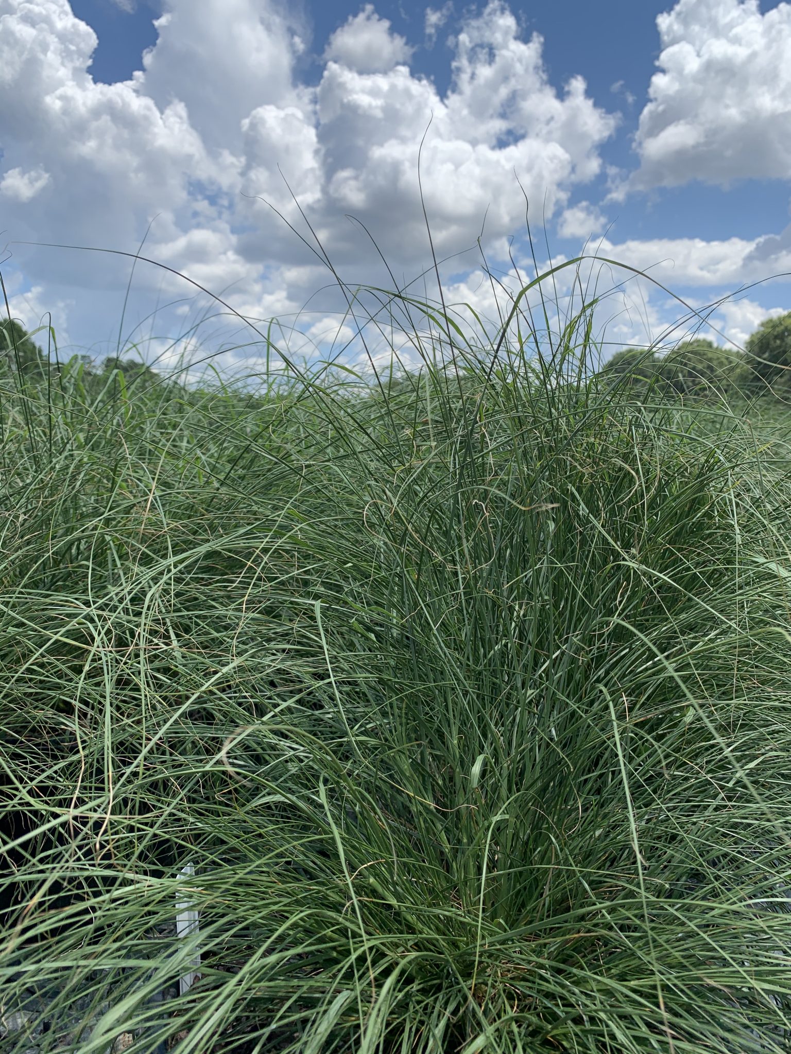 Maiden Grass Gracillimus 3g Latham S Nursery