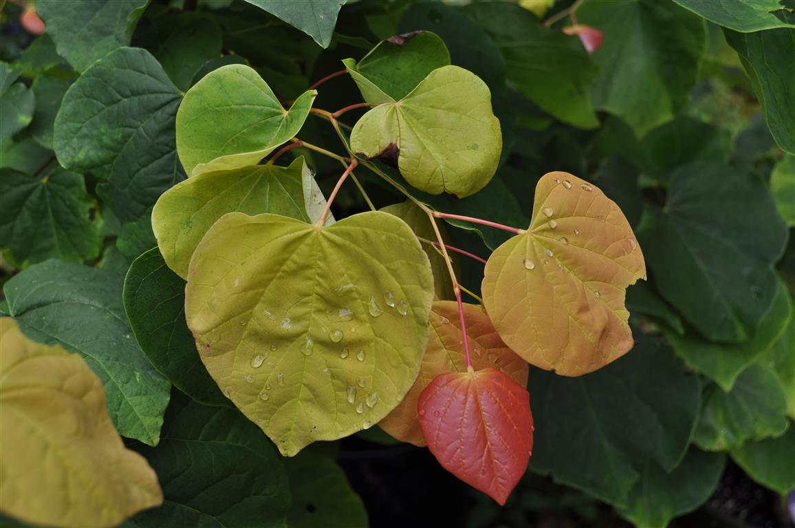 Redbud The Rising Sun 15g Latham S Nursery   Rising Sun Redbud Leaves 