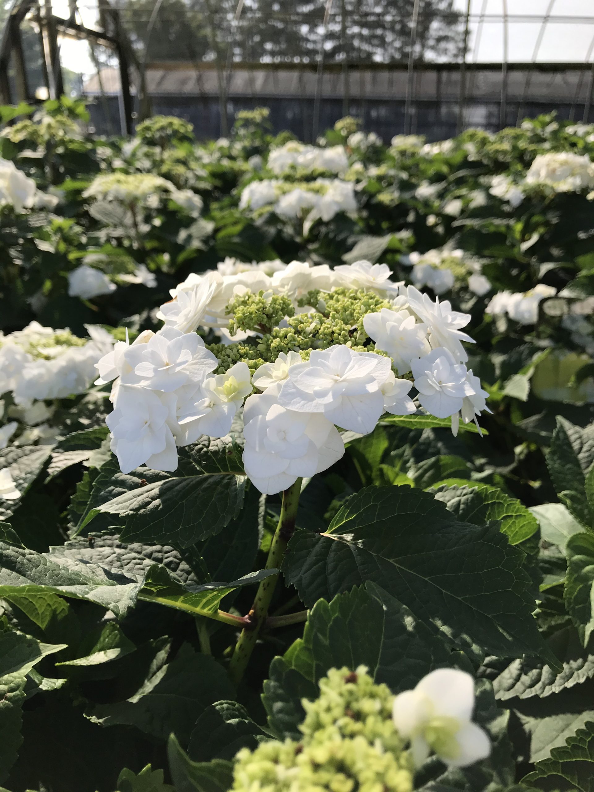 White Hydrangea | Wedding Gown™ Hydrangea | Hydrangea macrophylla 'Dancing  Snow' PP 21,052 | 2 Gallon Plant | Free Ground Shipping