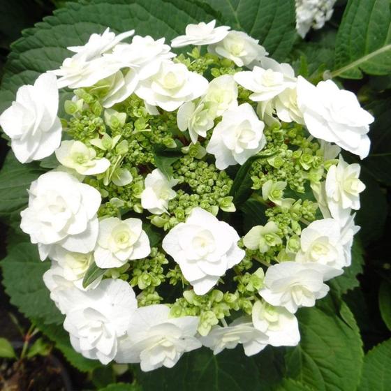 Wedding Gown Hydrangea | Planting hydrangeas, Hydrangea bridal bouquet,  Anabelle hydrangea