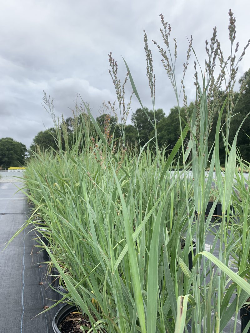 switchgrass-heavy-metal-3g-latham-s-nursery