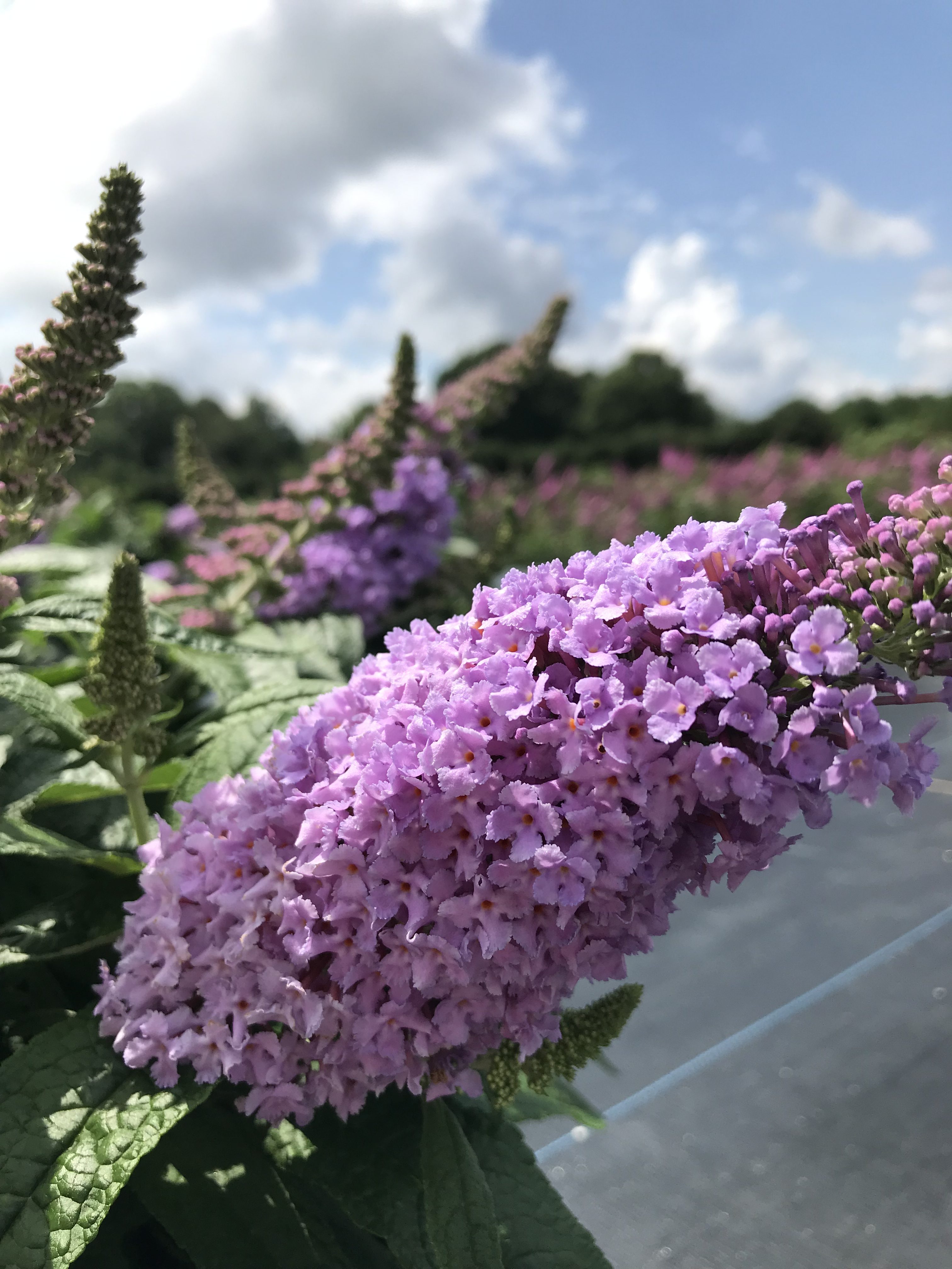 Butterfly Bush Pugster®Amethyst 3g (Buddleia x ‘SMNBDL’ PPAF
