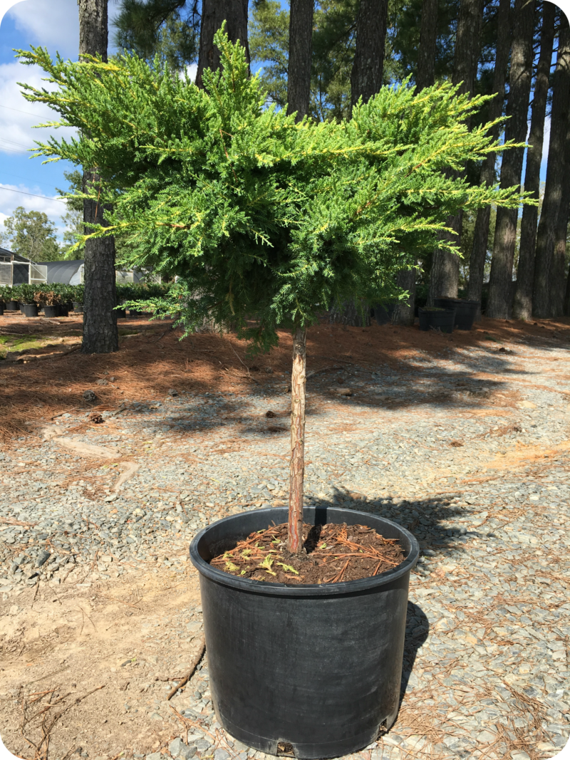 juniper-daub-s-frosted-standard-6g-juniperus-chinensis-daub-s