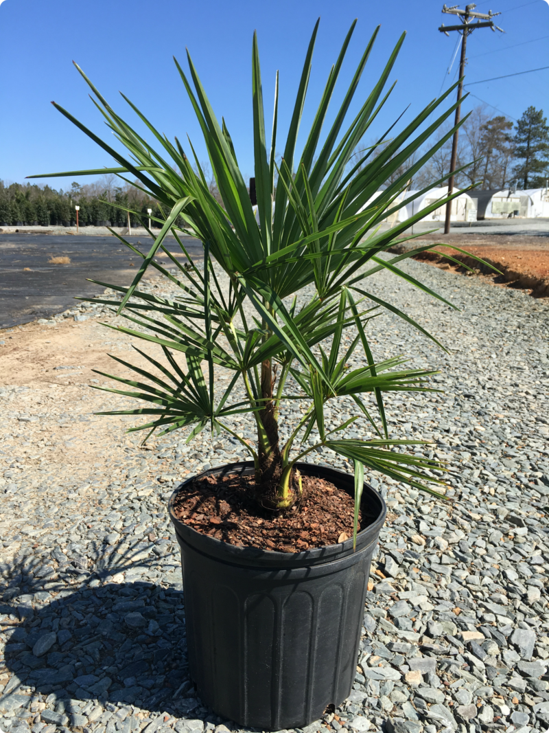 Palm – Windmill (Trachycarpus fortunei) – Latham's Nursery