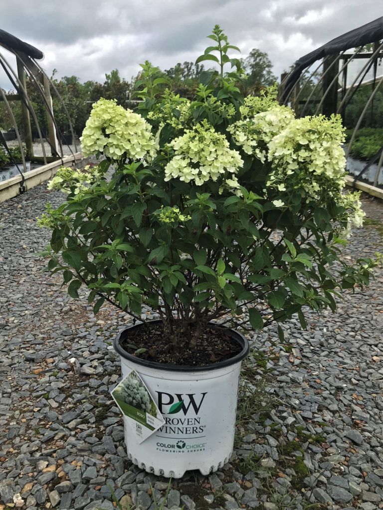 Hydrangea Bobo® 3G (Hydrangea paniculata ‘ILVOBO’ PP22782) Latham's