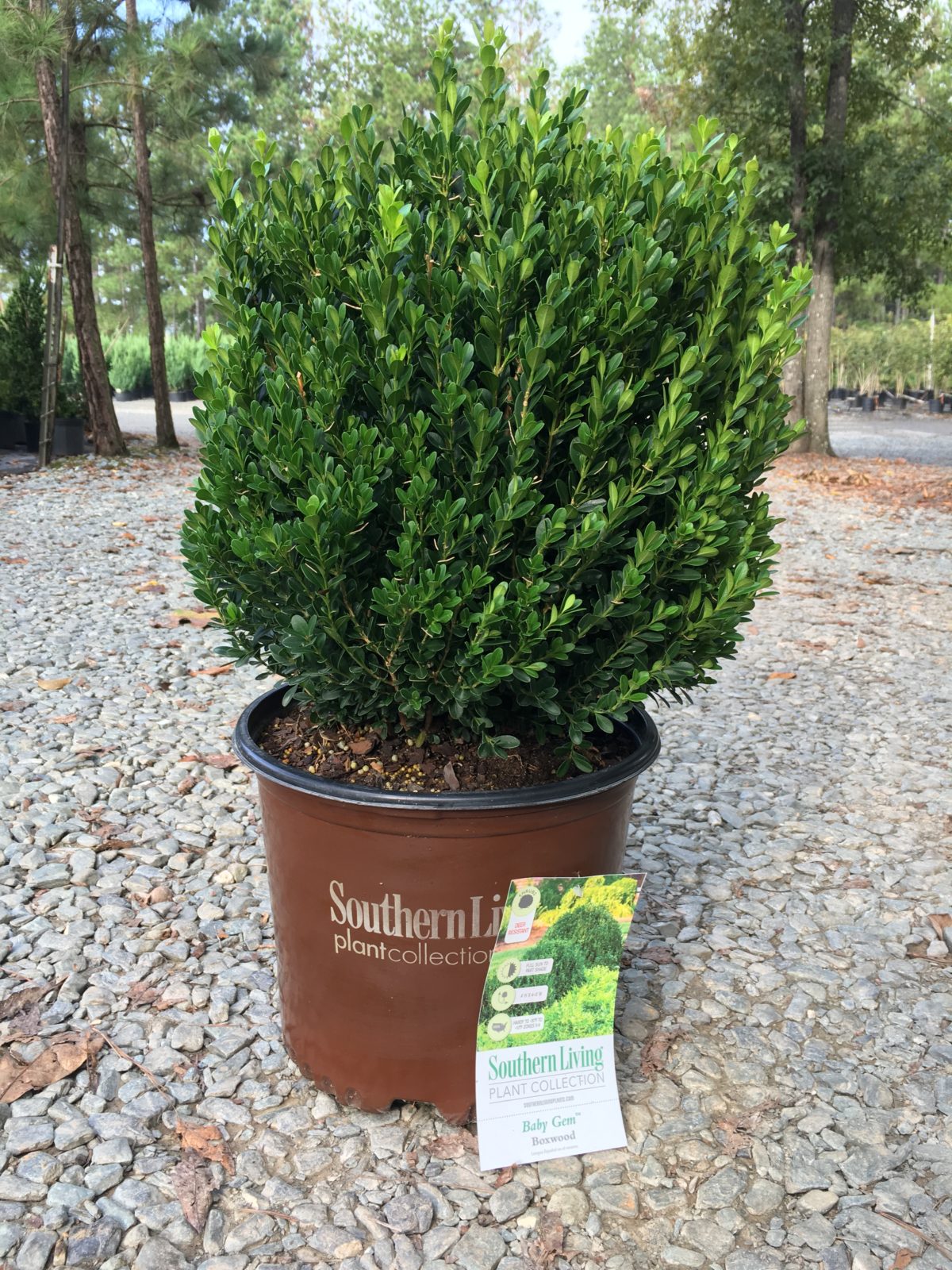Boxwood Baby Gem Buxus Microphylla Baby Gem PP21159 Latham s 